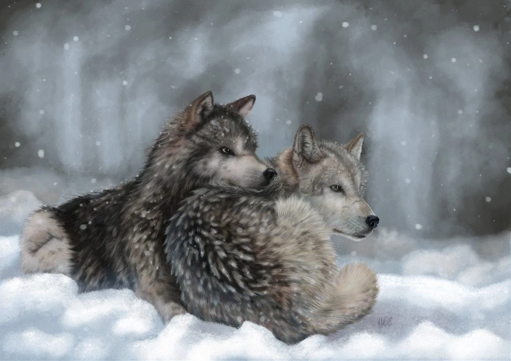 Art Lying Wolves Winter Snow Wolf Wallpapers