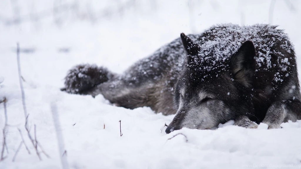 Wolf sleeping in the snow 1080p animal desktop wallpaper 27168.jpg