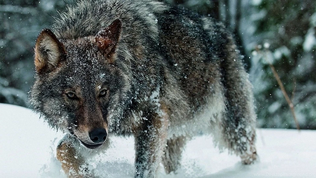1920x1080 Snow, Wolf, Winter Wallpapers And Pictures 50609