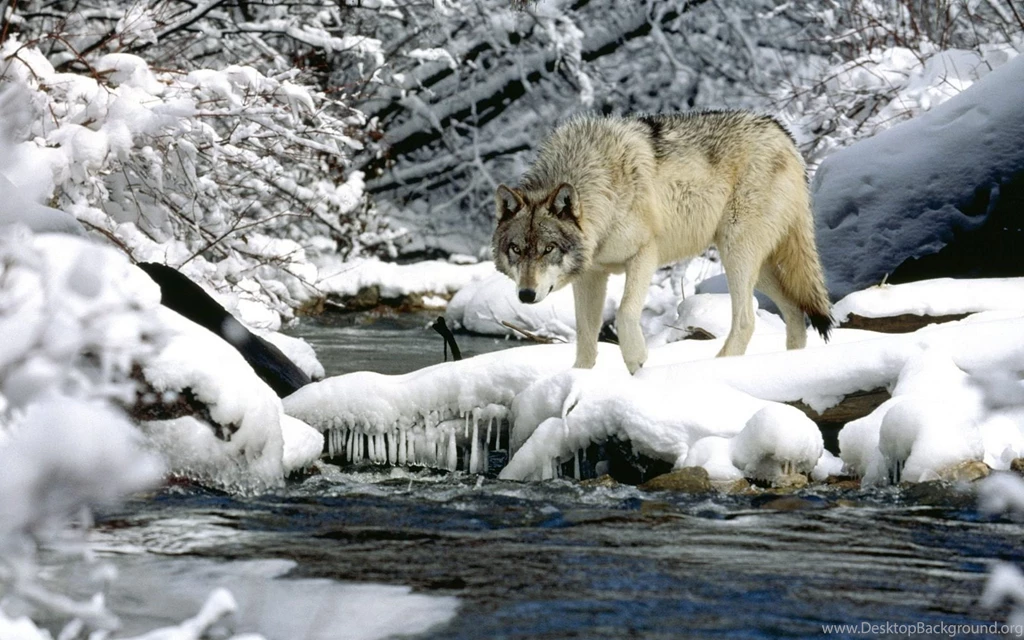 Download Wallpapers 3840x2400 Water, River, Snow, Spring, Wolf ...