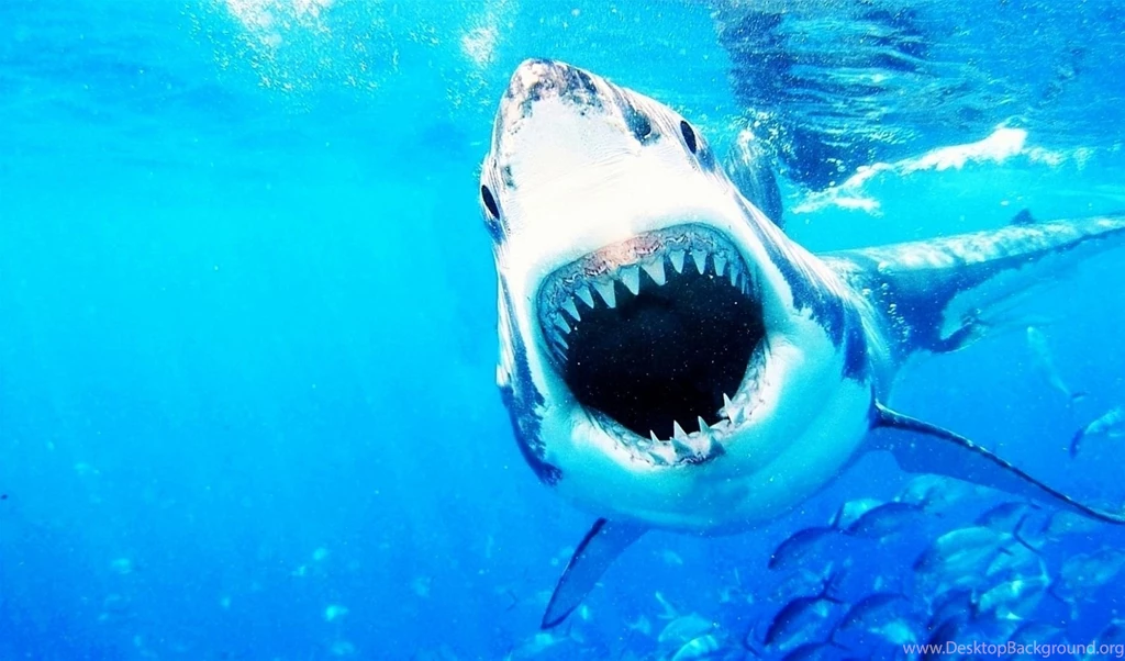 Shark Jaws Wallpapers