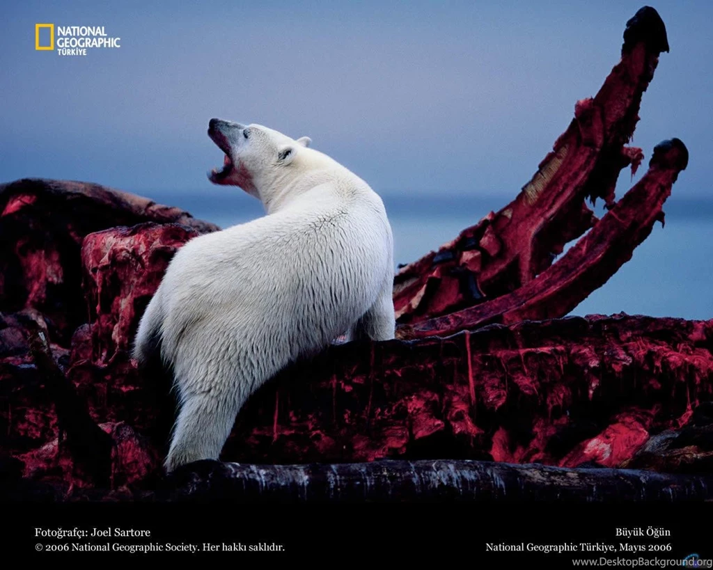 Download Wallpapers A Polar Bear Feeds On The Jaws Of A Bowhead ...
