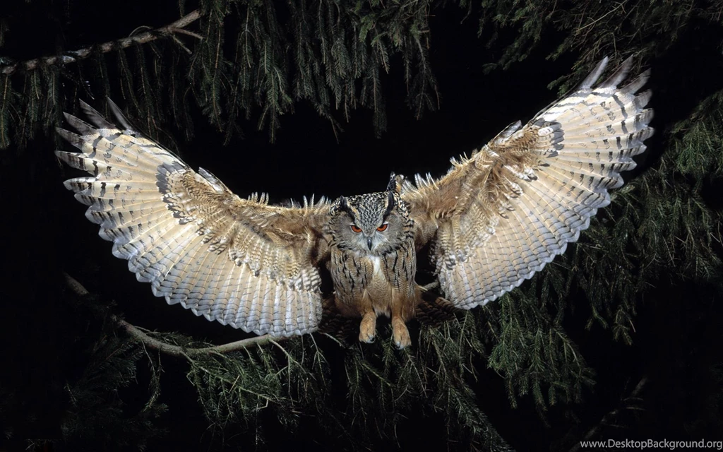 Owl Computer Wallpapers, Desktop Backgrounds