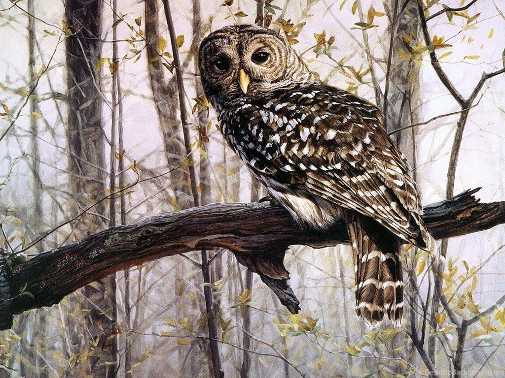 Owl Bird Wallpapers Free Desktop Backgrounds Free Wallpapers Image