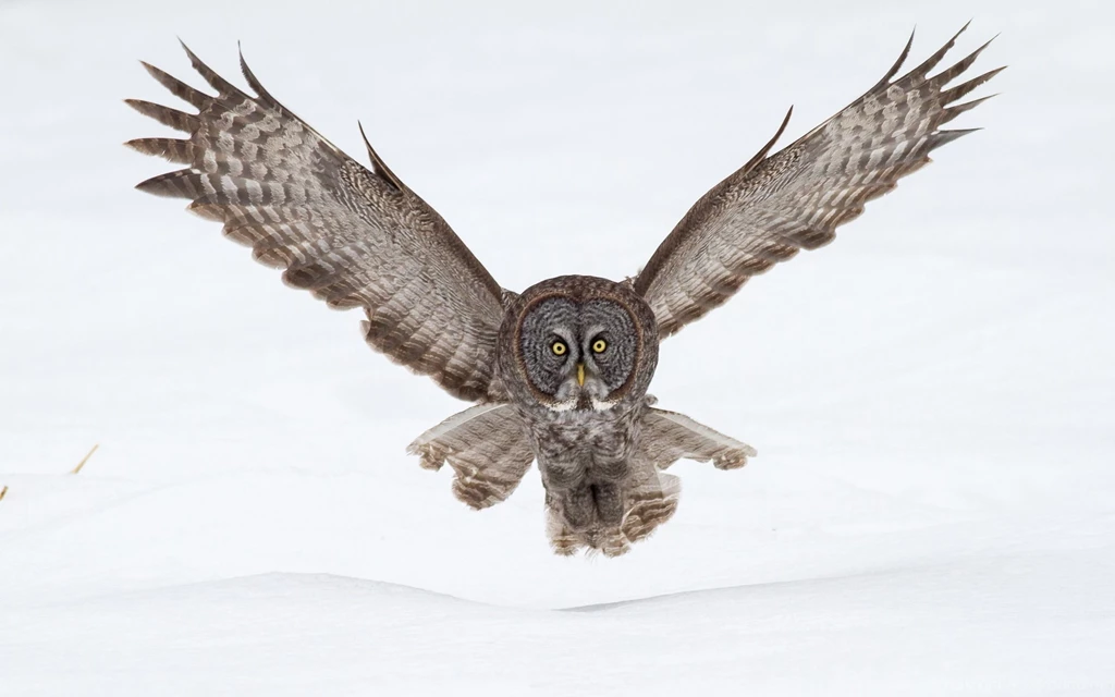 Great Grey Owl Computer Wallpapers, Desktop Backgrounds ...