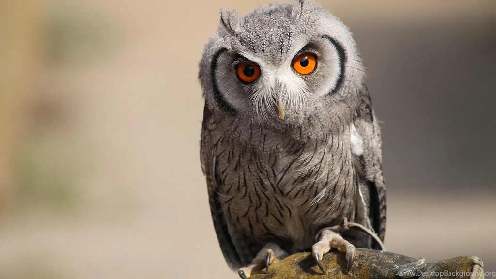 Owl Computer Wallpapers, Desktop Backgrounds