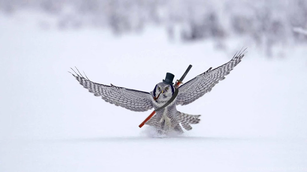 Snowy Owl Computer Wallpapers, Desktop Backgrounds