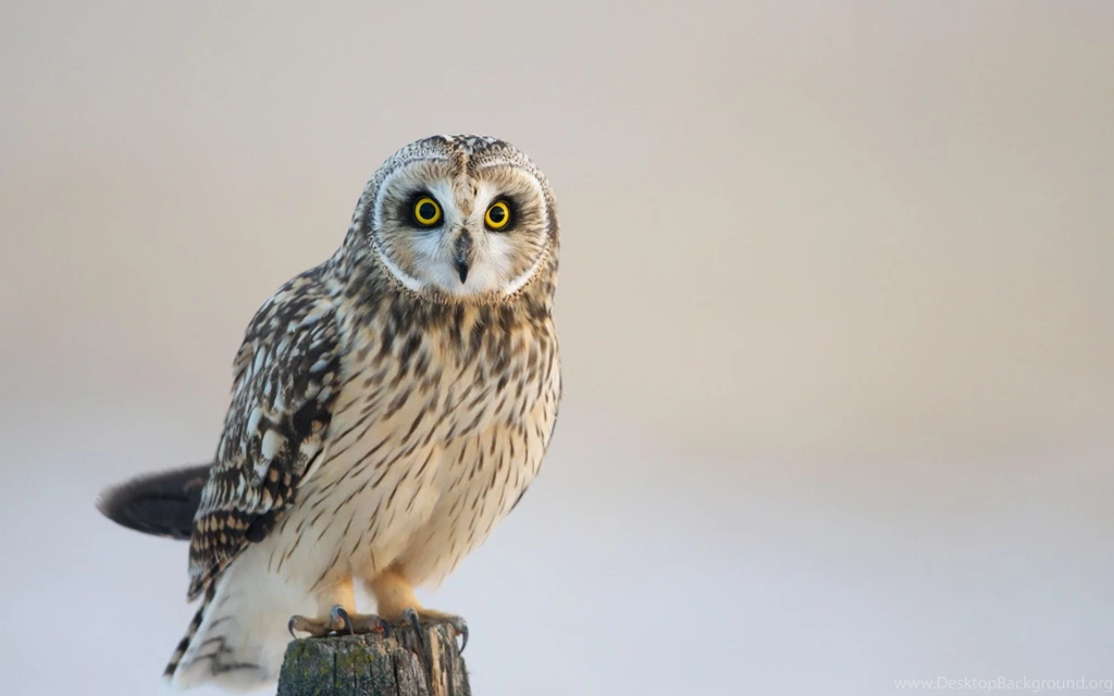 Owl Computer Wallpapers, Desktop Backgrounds