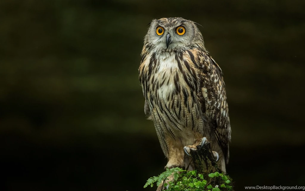 Owl Computer Wallpapers, Desktop Backgrounds