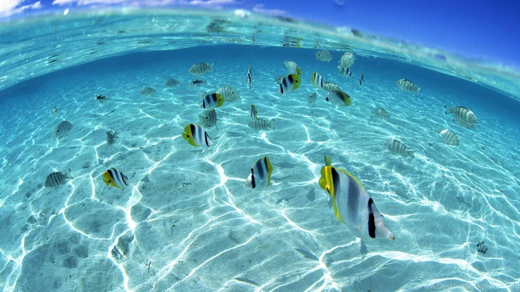 Underwater Archives Backgrounds Wallpapers For Your Desktop And ...