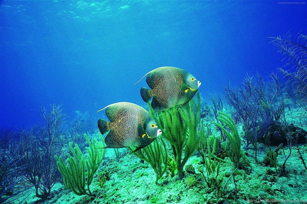 Hd Underwater Desktop Wallpapers
