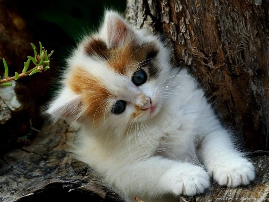 Cute Kitten Wallpapers For Desktop Imgbucket Com Bucket List ...
