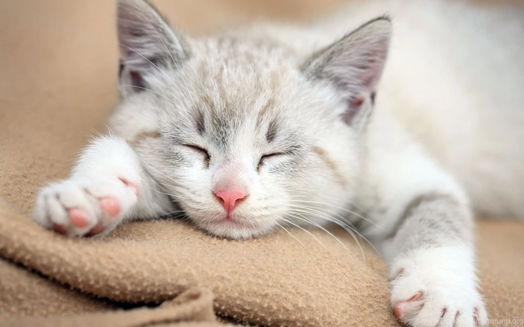 White Cat Sleeping Wallpapers Img Need PowerballForLife