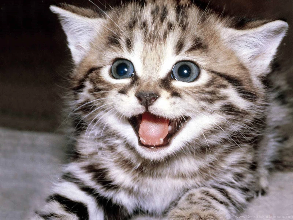 Cute Cat Wallpapers 142859