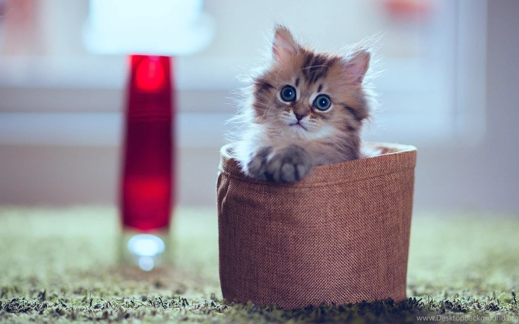 Kitten Desktop Backgrounds Wallpapers