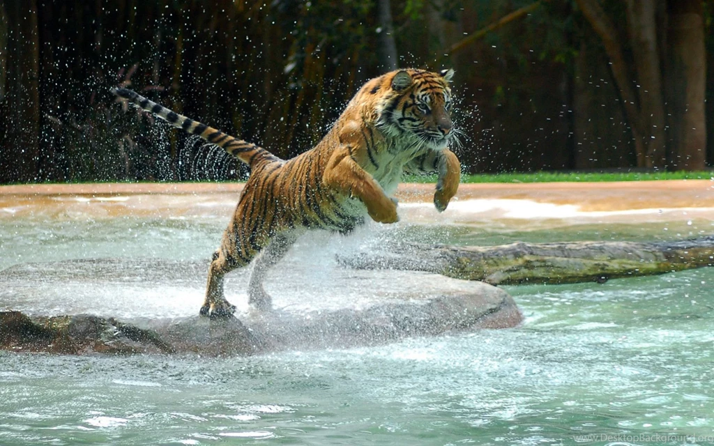 Jump Hd Tiger Wallpapers Hd 1920x1200,Other Hd Wallpapers,Animal ...