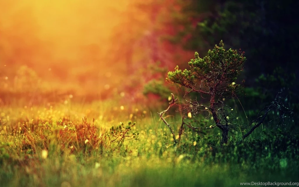 Mystical Sunshine Nature Mac Wallpapers Download