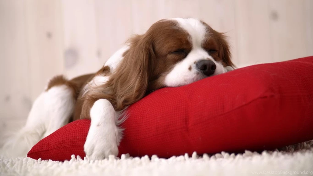 Desktop Wallpapers · Gallery · HD Notebook · Spaniel Laptop ...