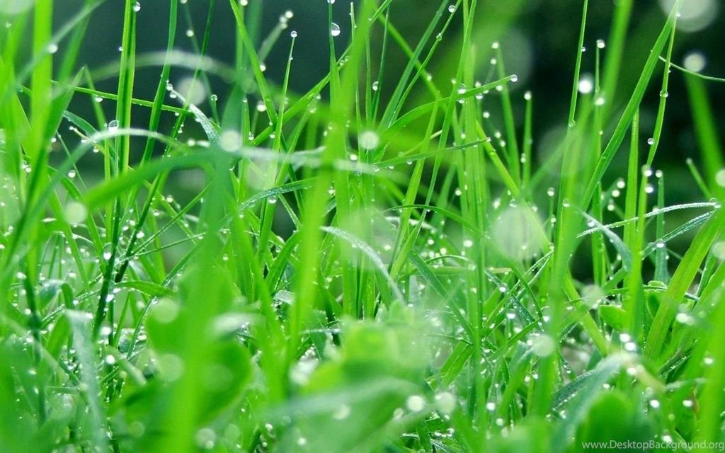 Nature 1 Mac Wallpapers Download