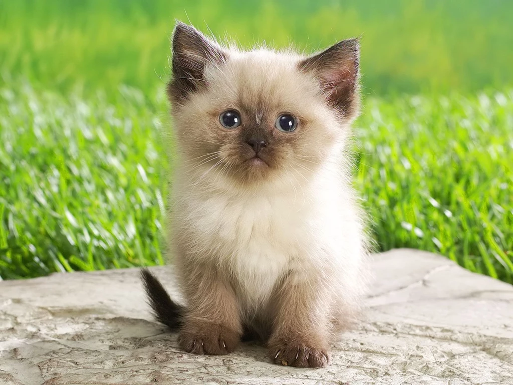 Top 5 Most Cute Kitten Breeds Kool Wallpapers PowerballForLife