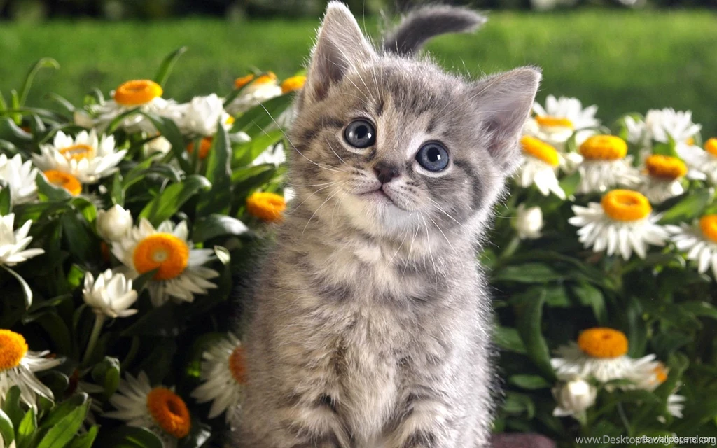 Lots Of Kittens Wallpapers High Definition