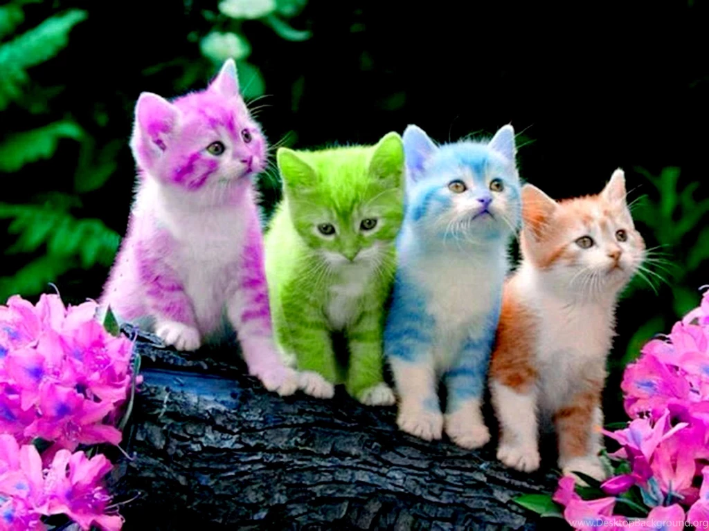 Cats: Colored Kitties Kittens Cats Colors Cute Wallpapers Pictures ...