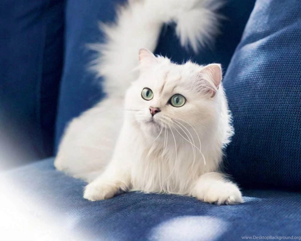 Cute White Cat Wallpapers Kitten Free Download HD Widescreen For ...