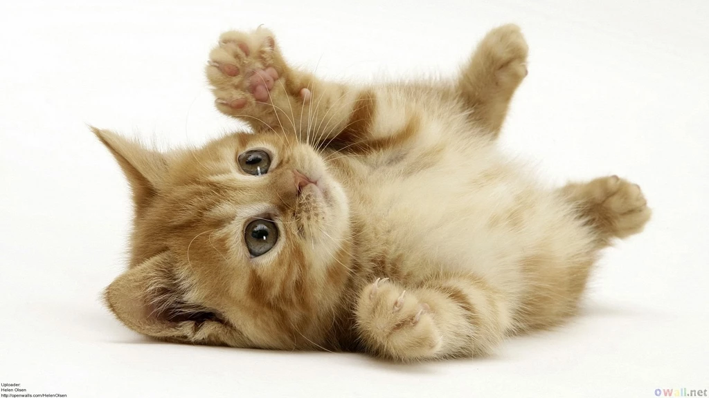 Cute Cat Kitten Wallpapers Wallpapers Download PowerballForLife