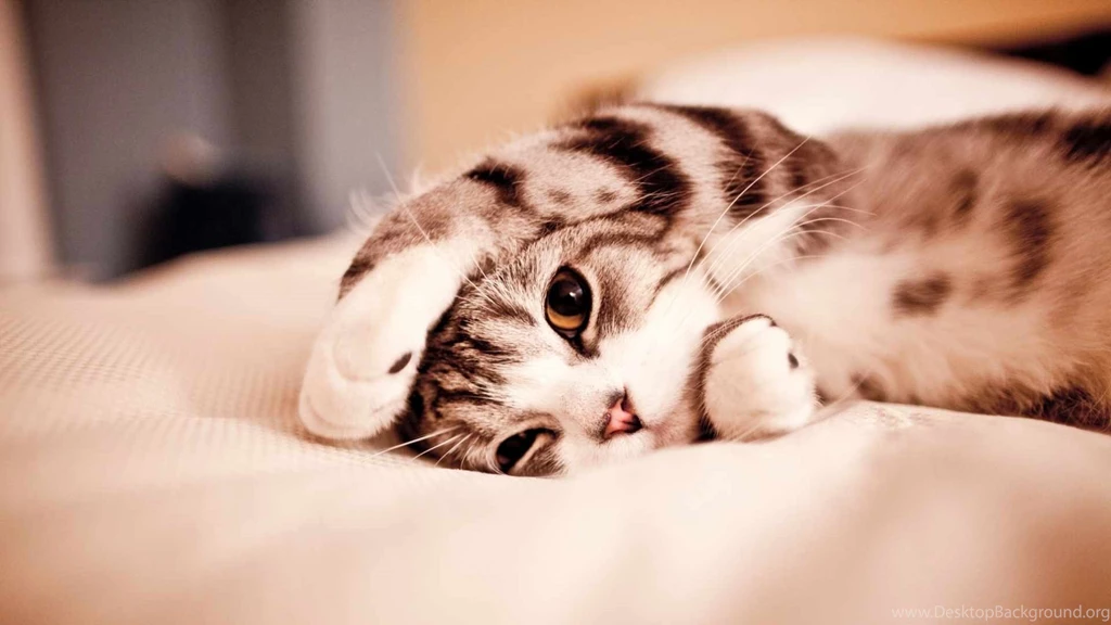Kitten HD Wallpapers