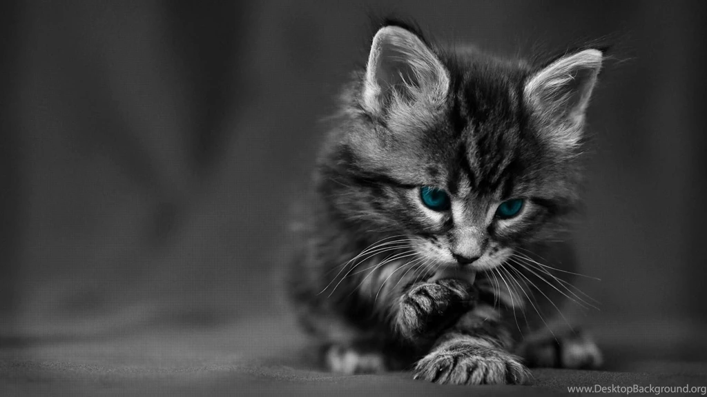 Cute Black Cat Desktop Wallpapers