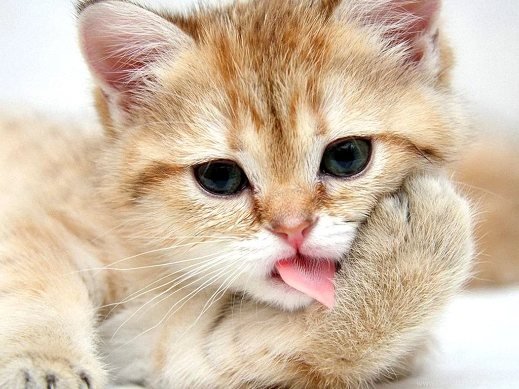 Wallpaperlite.com