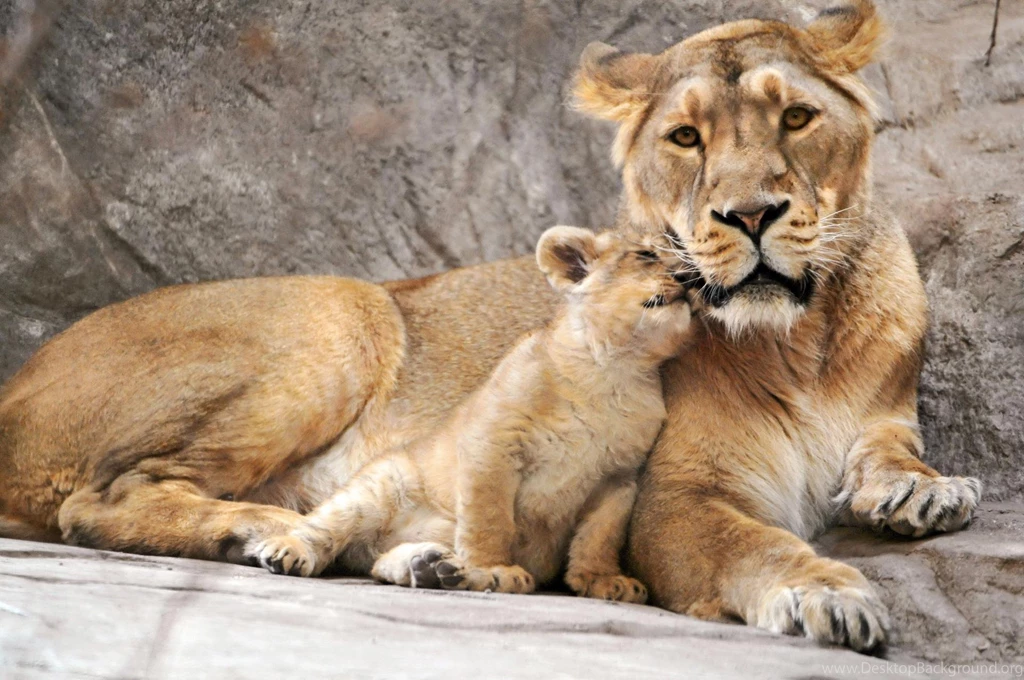 Lioness Wallpapers >> Backgrounds With Quality HD