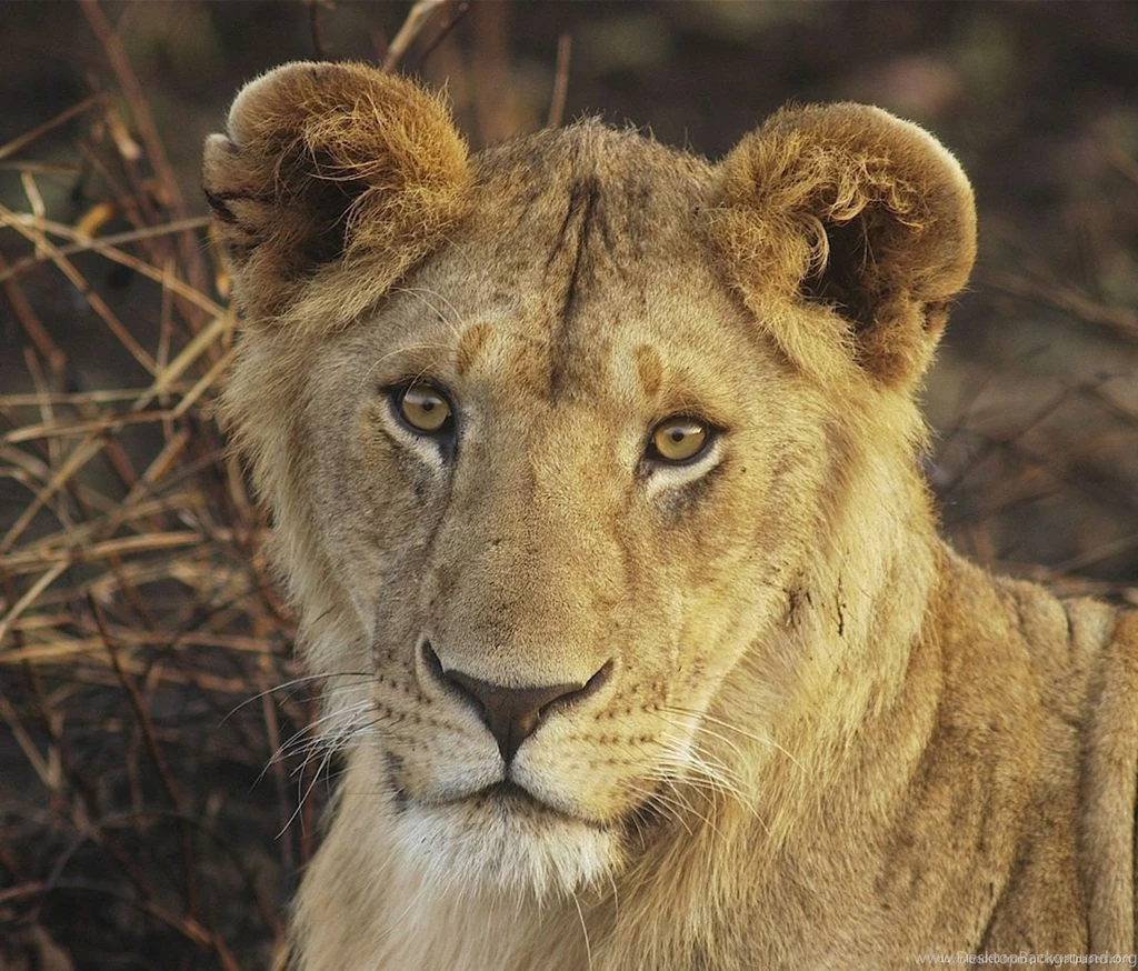 Download Lioness Wallpapers For Samsung Galaxy Tab