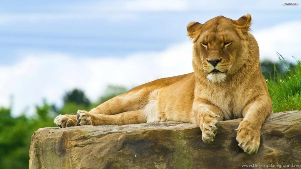 Lioness Wallpapers