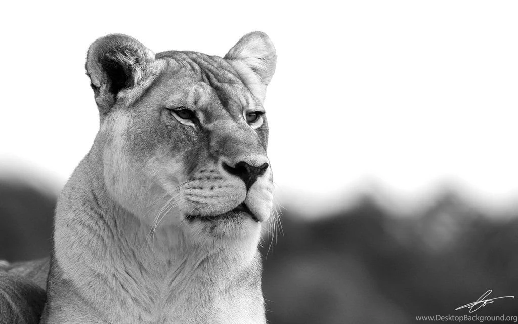 Lioness Widescreen Wallpapers By Cameron Jung On DeviantArt