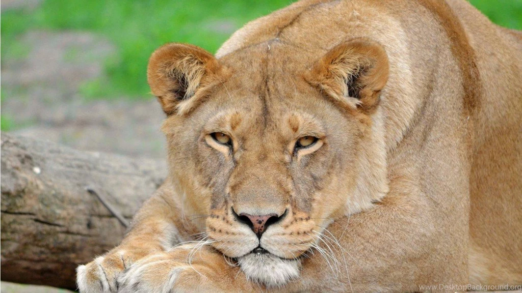 Big Lioness Wallpapers (