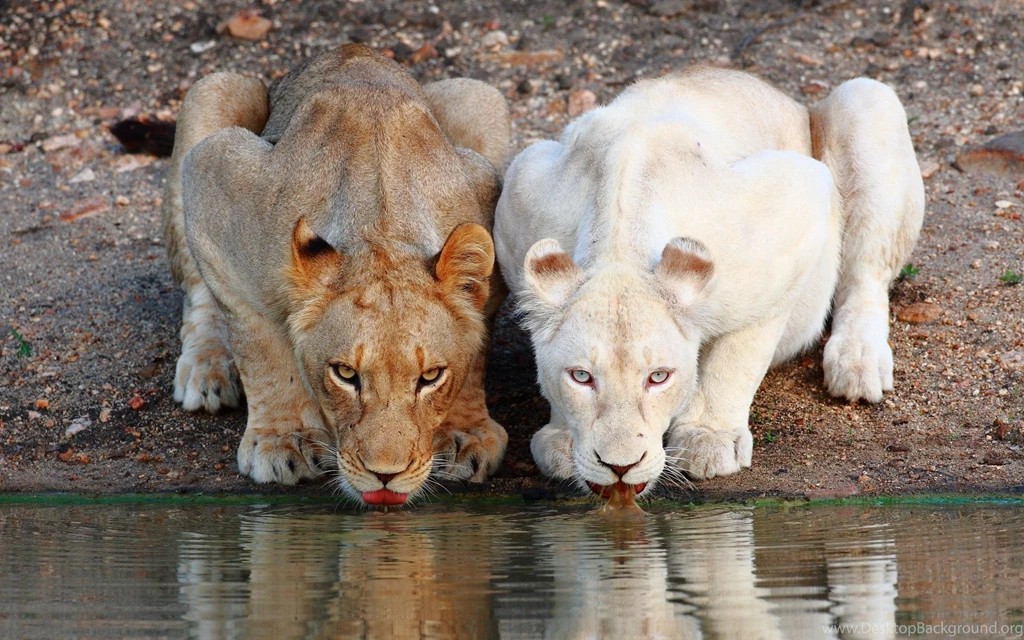 Lionesses_white_drinking 2560x1600.jpg