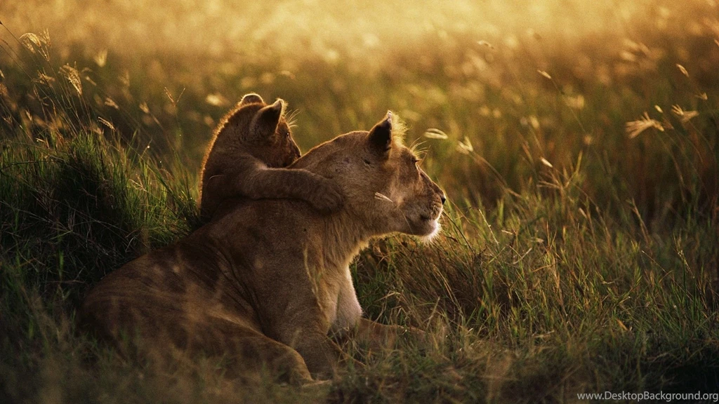 Download Wallpapers 1920x1080 Lioness, Lion, Sunset, Baby, Care ...