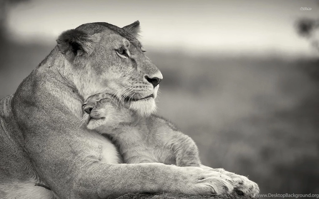 Lioness With Cub Wallpapers Animal Wallpapers