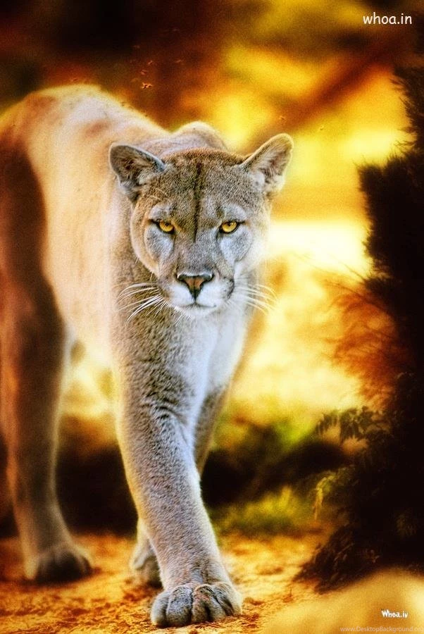 Lioness photoshoot wallpaper.jpg