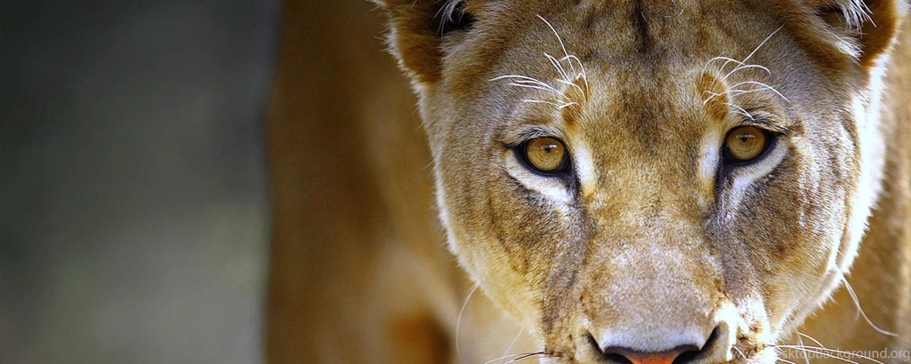 Download Wallpapers 2560x1024 Lioness, Face, Eyes, Predator Dual ...