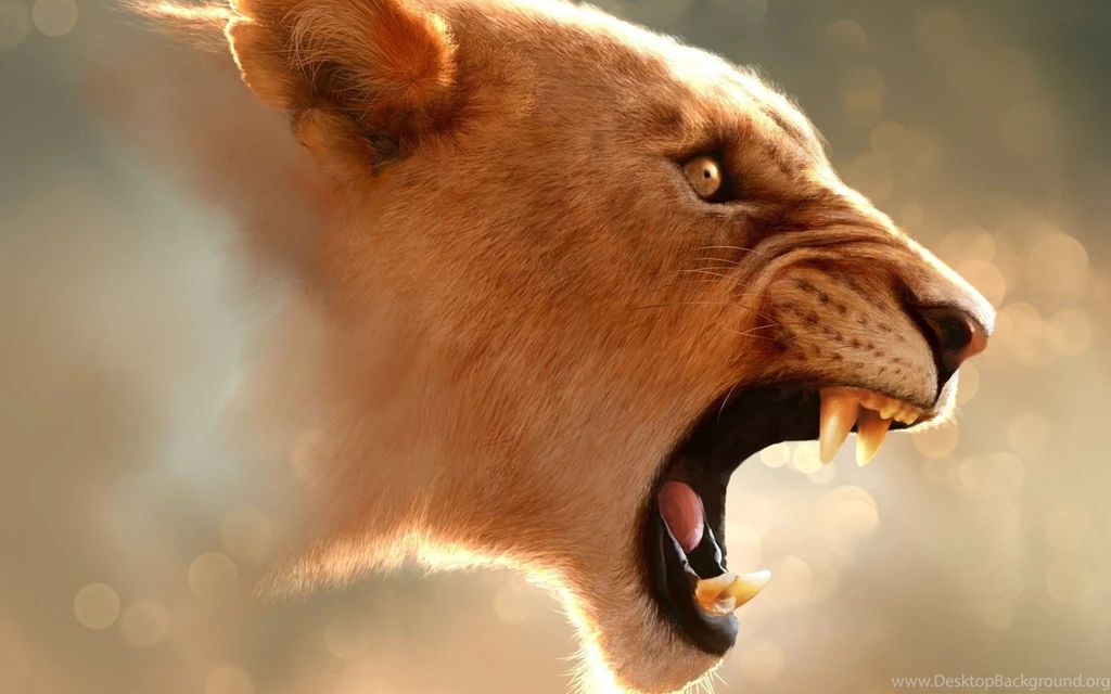 Lioness Wallpapers Free Wide HD Wallpapers