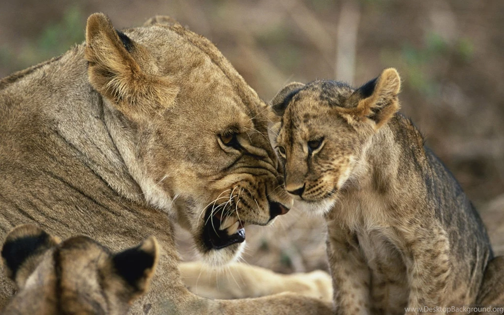 Images Of Lioness Wallpapers