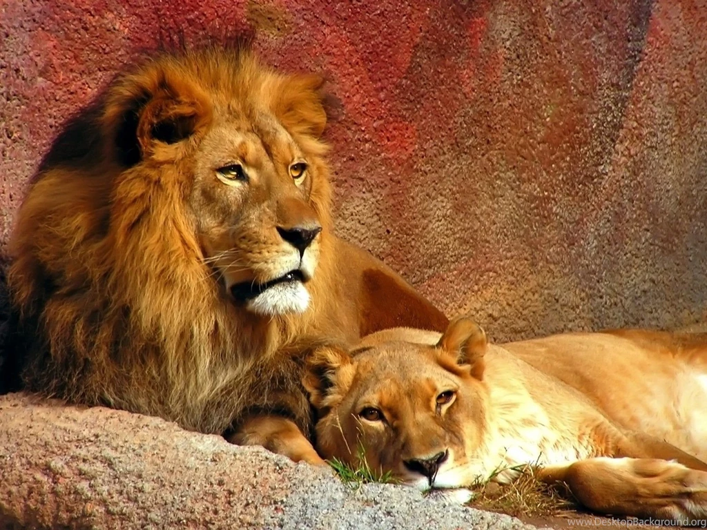 Lioness And Lion Wallpaper.