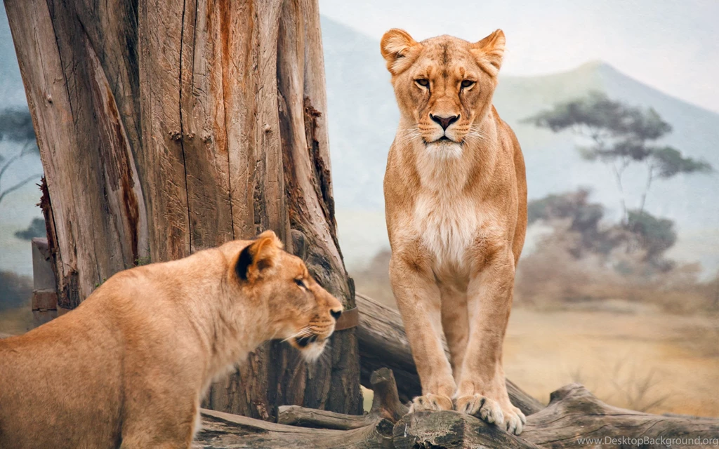 African Lioness Wallpapers