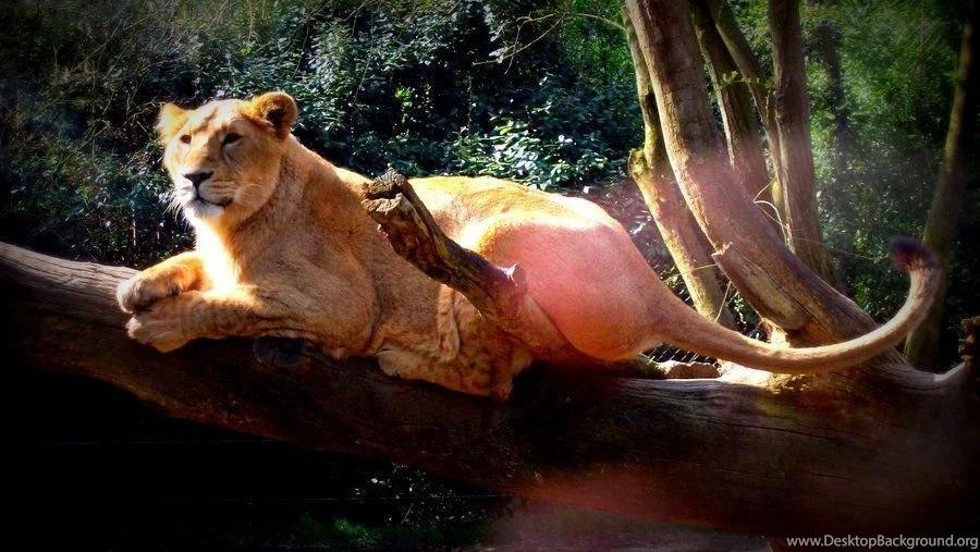 Young Asiatic Lioness Wallpapers By Lena Panthera On DeviantArt