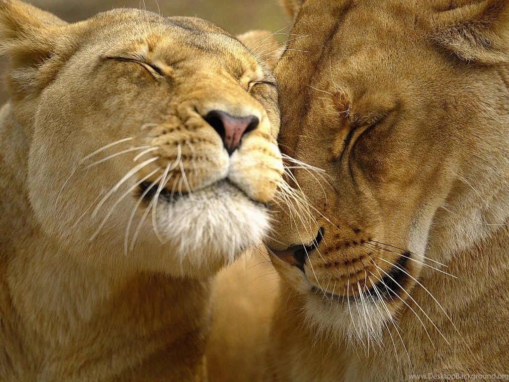 Lioness