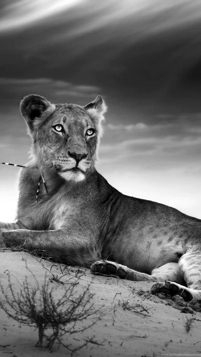 Lioness 640x1136.jpg