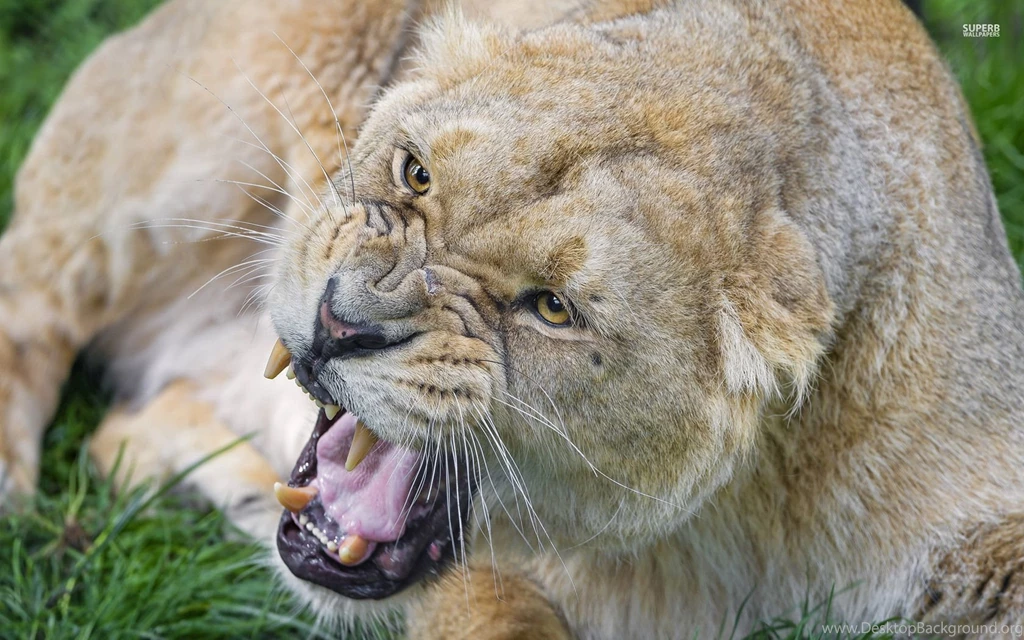 Angry Lioness Wallpapers Animal Wallpapers