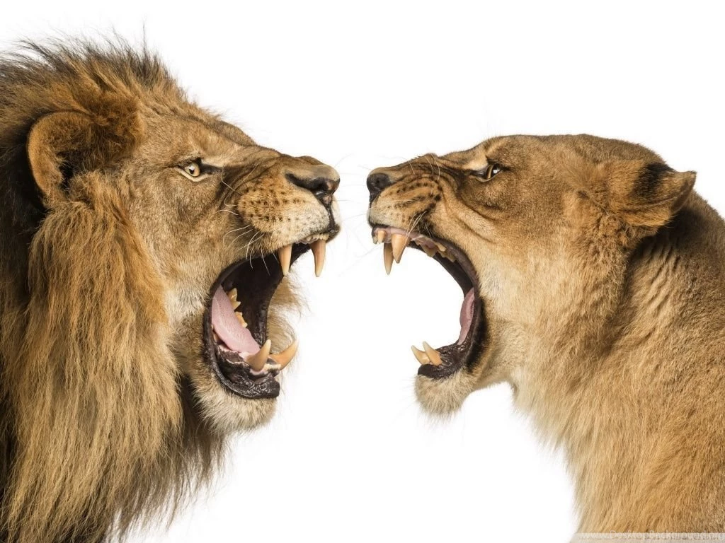 Lion Lioness HD Desktop Wallpapers : High Definition : Fullscreen ...